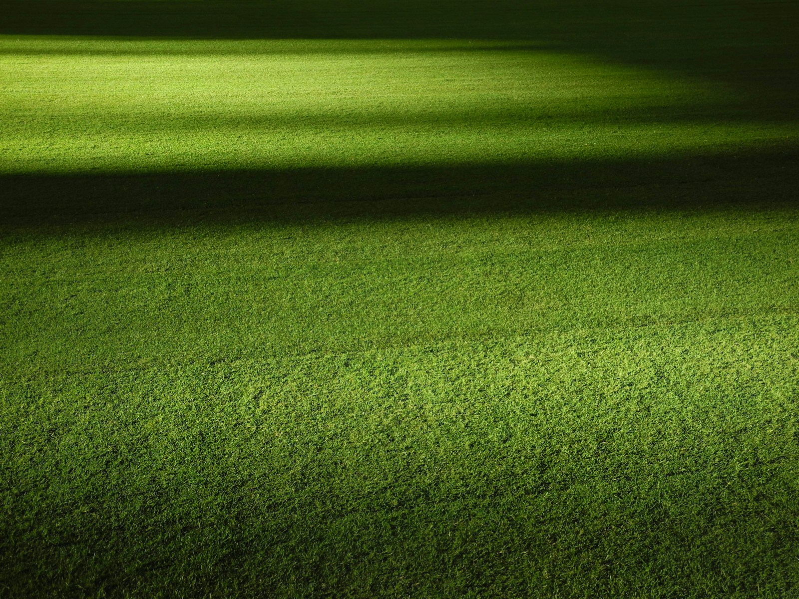 green grass field at nightime