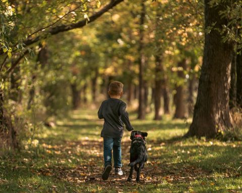 Man die loopt in een herfstbos met kleurrijke bladeren aan de bomen