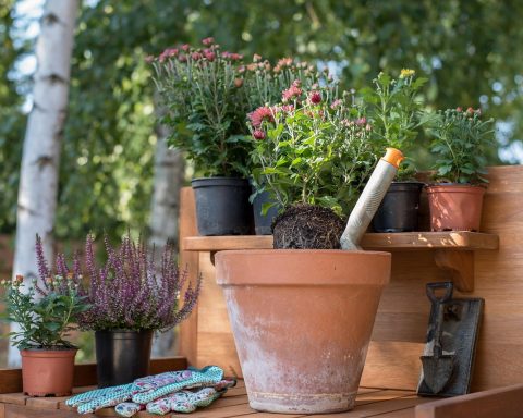 Man plant vaste planten in de tuin tijdens de herfst