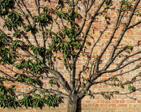 Groene verticale tuin met klimplanten op een bakstenen stadsmuur