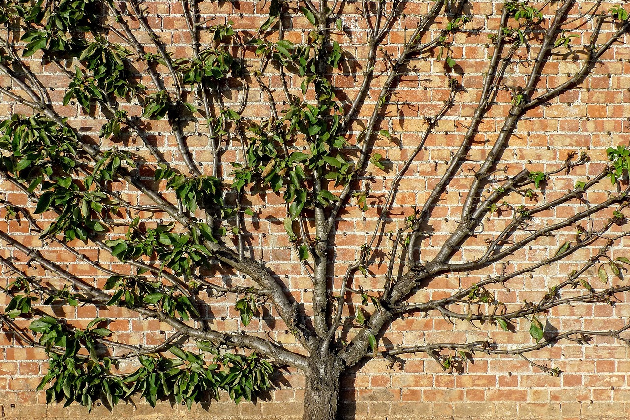 Groene verticale tuin met klimplanten op een bakstenen stadsmuur